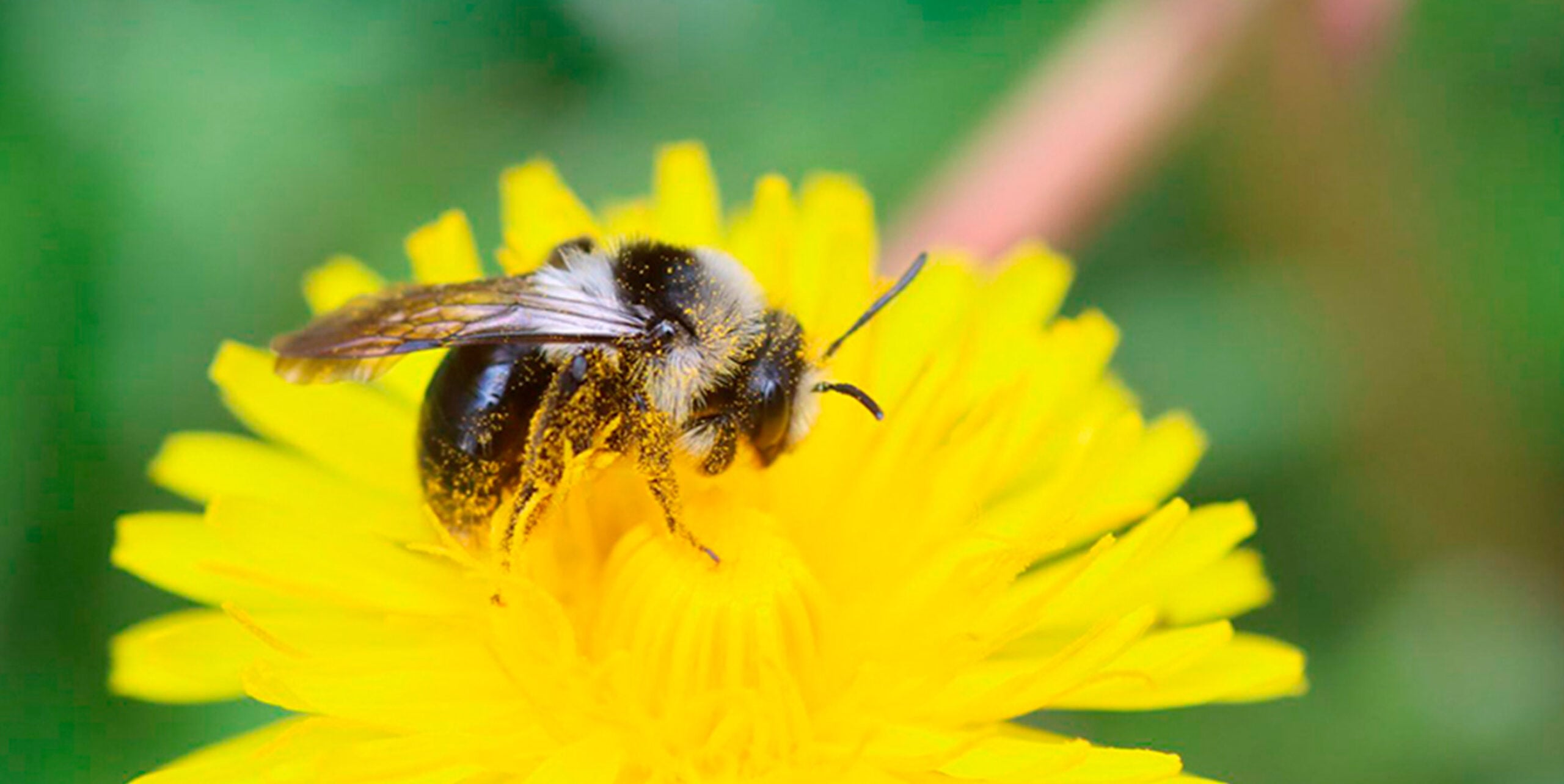 Biene mit Pollen bedeckt bei der Bestäubung einer gelben Löwenzahnblüte