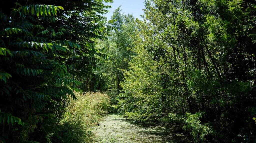 Dicht bewachsener Kanal mit Wasserlinsen, umgeben von üppigen grünen Bäumen und Sträuchern im Sommer