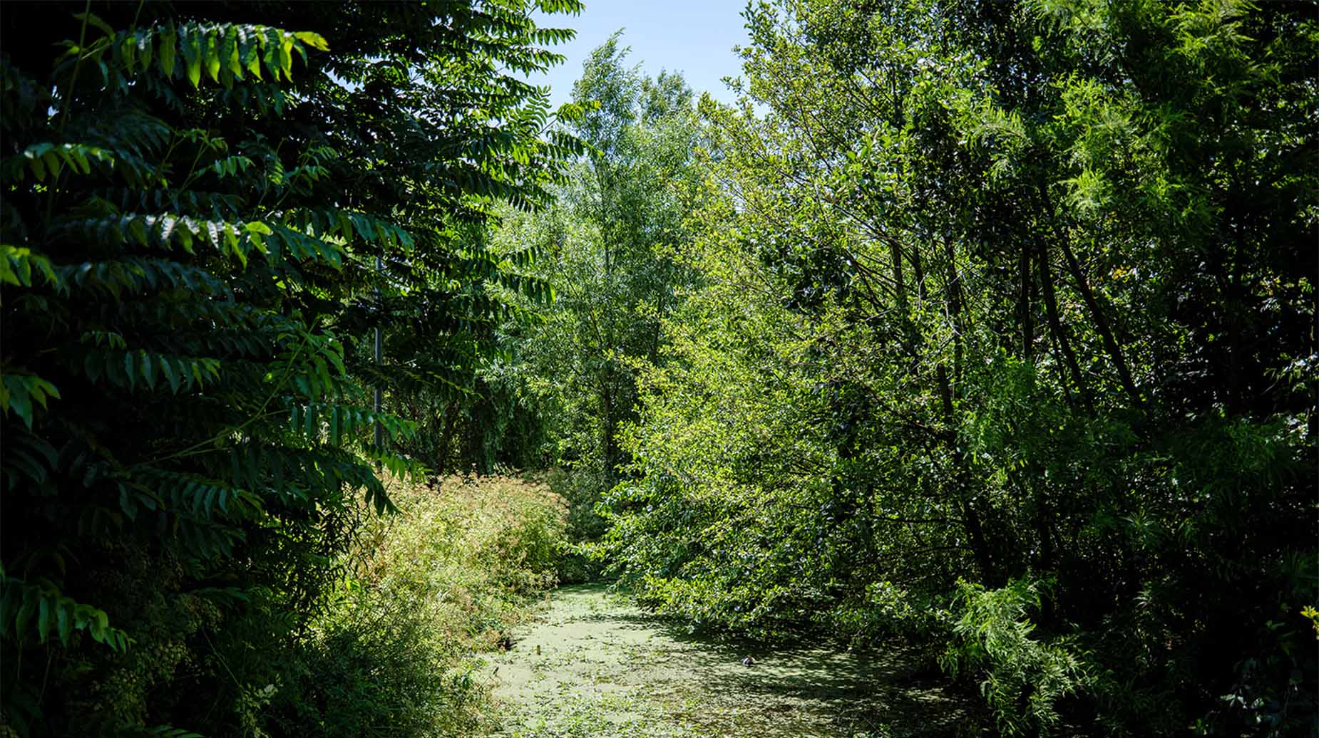 Dicht bewachsener Kanal mit Wasserlinsen, umgeben von üppigen grünen Bäumen und Sträuchern im Sommer