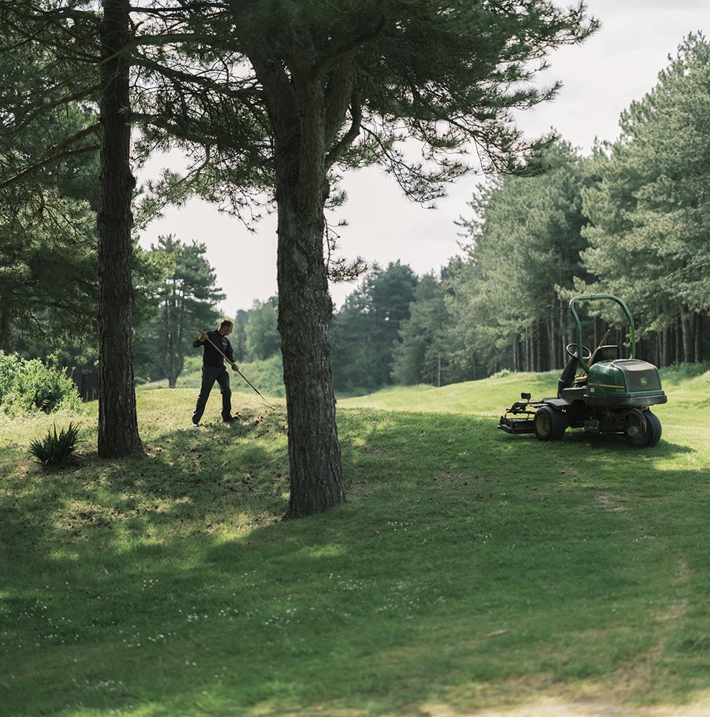 Greenkeeper harkt Grasfläche zwischen Kiefern, Golfplatzmäher steht bereit auf gepflegtem Rasen
