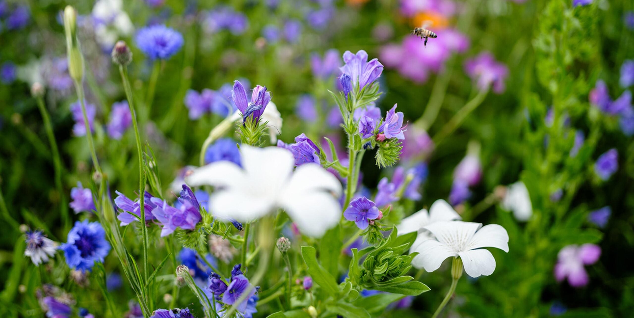 Wildblumenwiese mit blauem Natternkopf, weißem Leimkraut und Kornblumen, Bienenanflug im Sommer