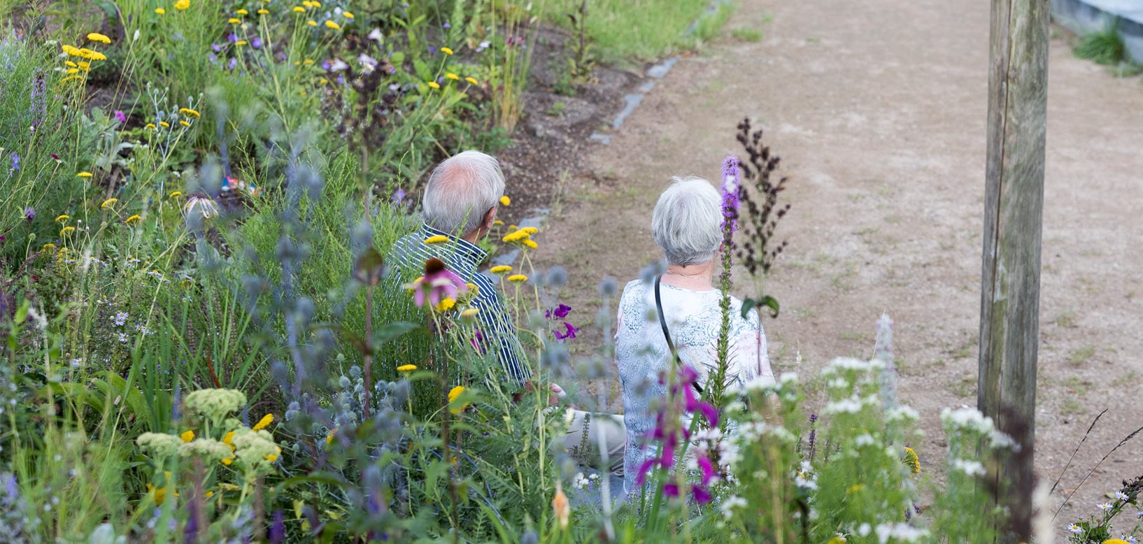 Seniorenpaar sitzt an blühendem Staudenbeet mit Wildblumen neben Kiesweg im Park