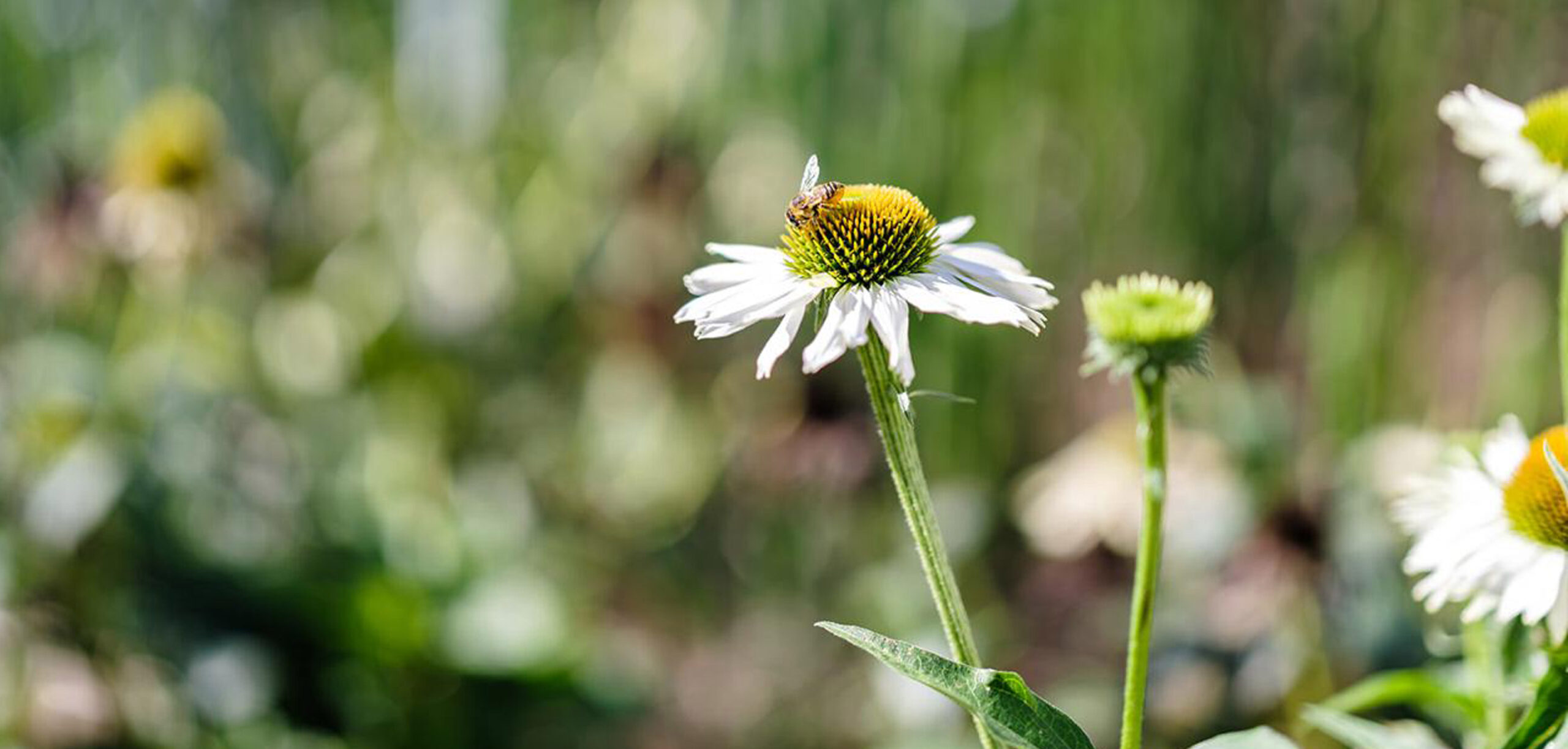 Biene bestäubt weiße Sonnenhut-Blüte auf blühender Wildblumenwiese im Sonnenlicht