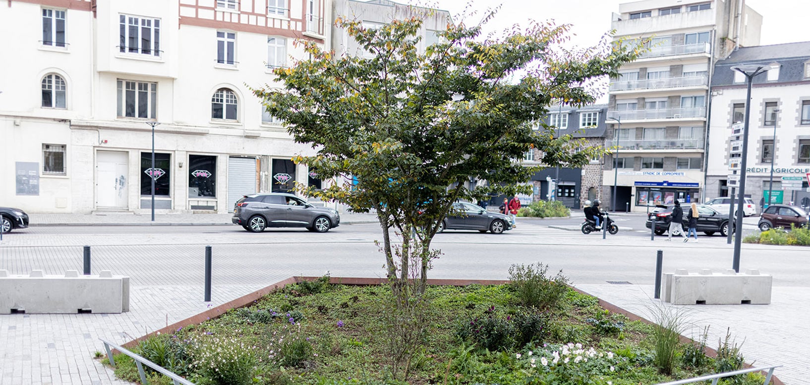 Begrüntes Verkehrsinsel-Beet mit Baum und Stauden im städtischen Straßenverkehr, professionelle Grünflächenpflege