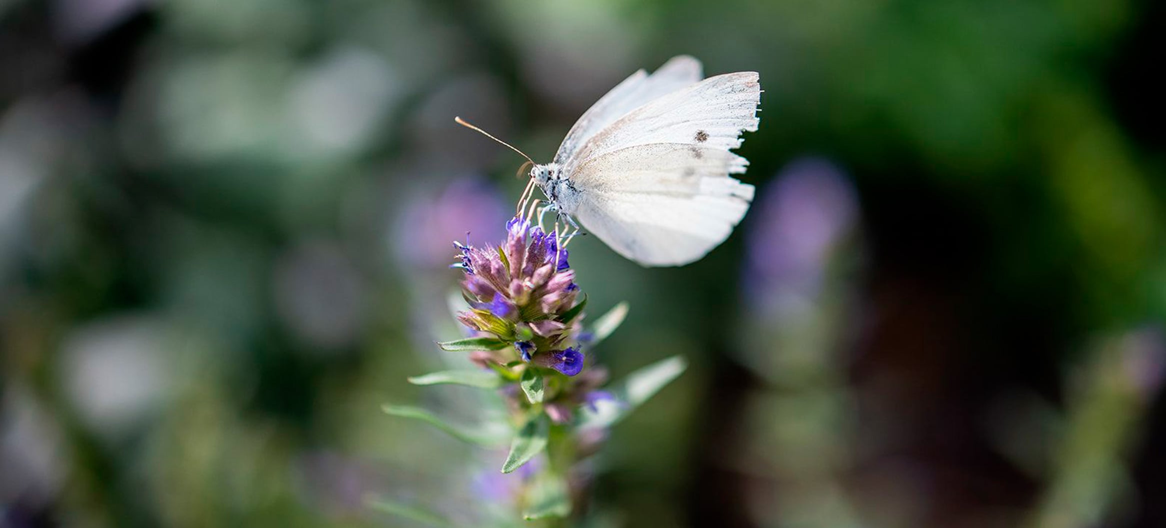 Weißling-Schmetterling sitzt auf violetter Blüte einer Ysop-Pflanze im Garten