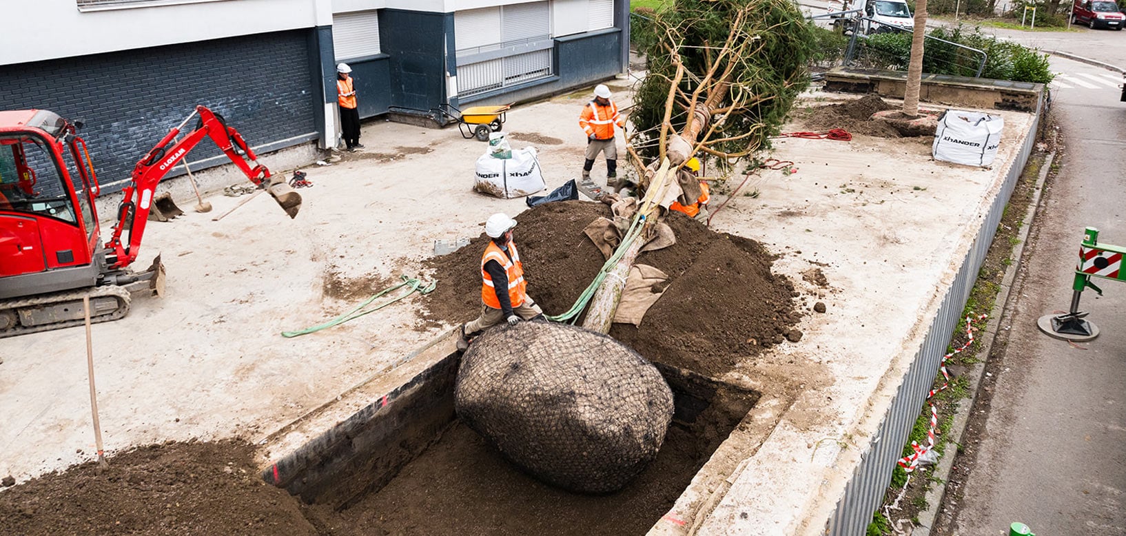Baumverpflanzung mit Wurzelballen im Netz, Minibagger und Fachpersonal auf Baustelle