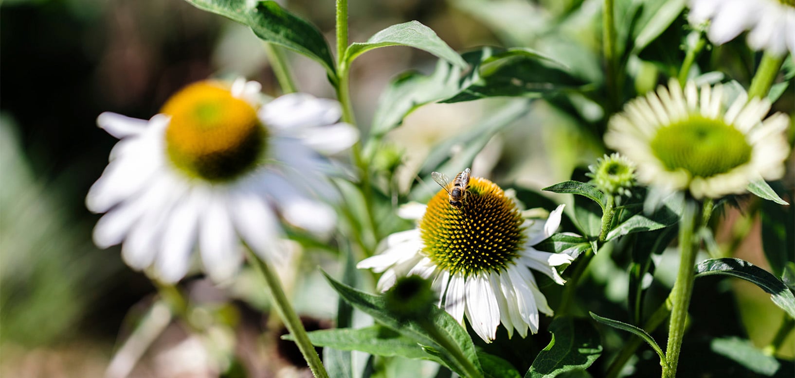 Biene bestäubt weißen Sonnenhut mit gelber Blütenmitte im naturnah gepflegten Blühbeet