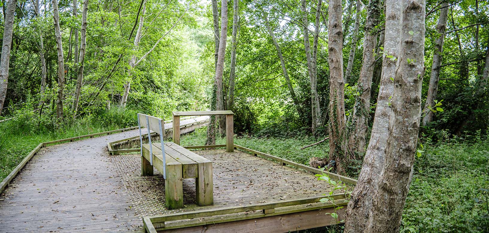 Holzsteg mit Sitzbank durch grünen Auwald, gepflegter Naturpfad im Wald